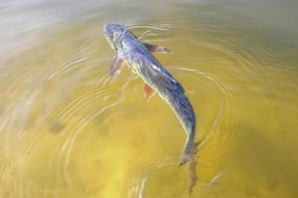 жерех на поверхности воды