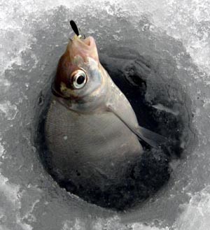лещ в лунке
