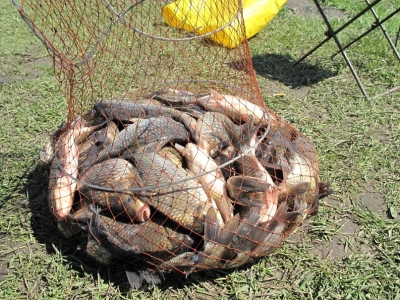 Где, когда и как ловить карася